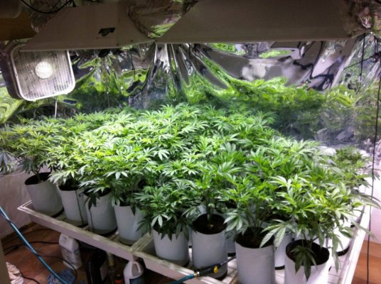 Everything you need to start a legal Warehouse grow in CA?