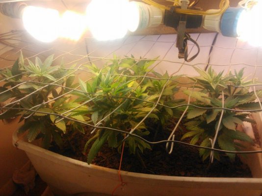Scrog..Any Suggestions?