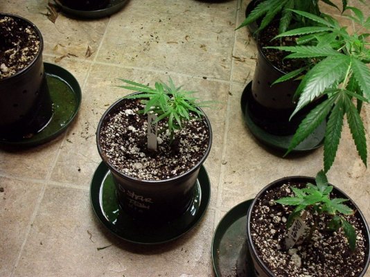 Bluzboy's Thread On Master Natural Therapy's gear/seed and hybrid's