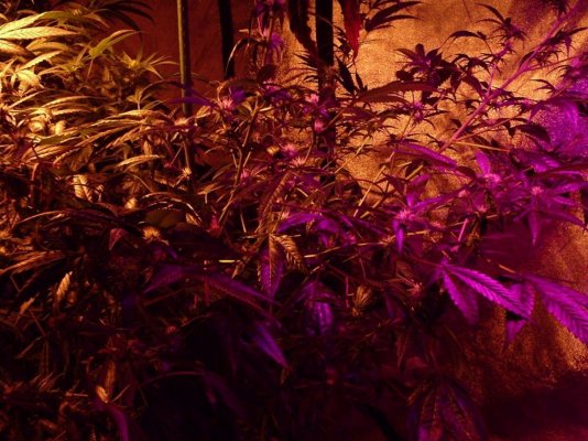 Bluzboy's Thread On Master Natural Therapy's gear/seed and hybrid's