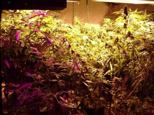 Bluzboy's Thread On Master Natural Therapy's gear/seed and hybrid's