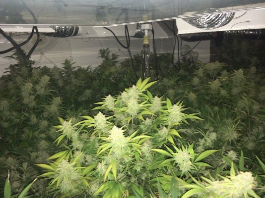 C99 BX-1 Harvest Shots - Smoke Report