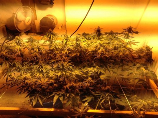 35 days into flower now leaves curling down and turning yellow 3