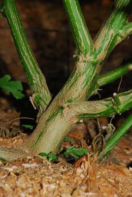 Flavstem.jpg