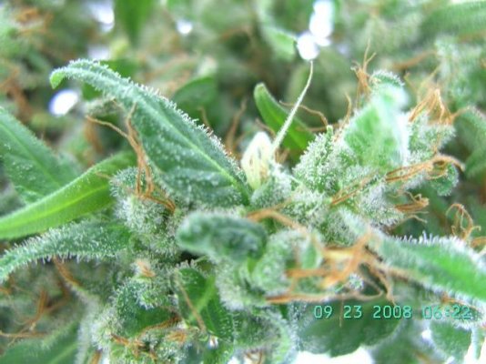 freshhaze3.JPG