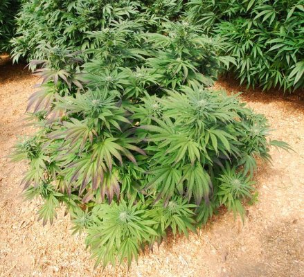 Week5ODC10PK.jpg