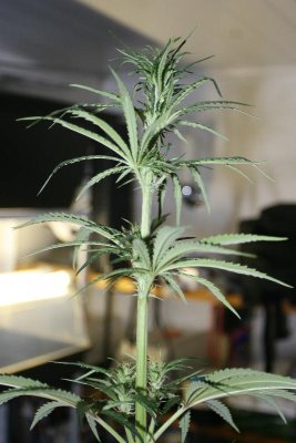 IMG_4360.JPG