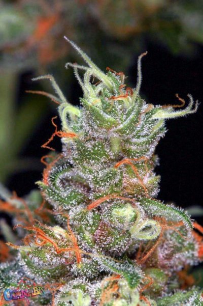 east-coast-purple-diesel--72-days-7.jpg