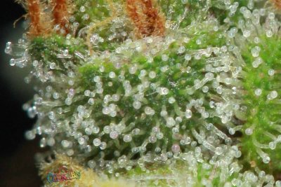 east-coast-purple-diesel--72-days-12.jpg