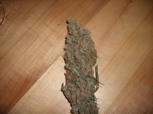 GoldRushCola (4).JPG