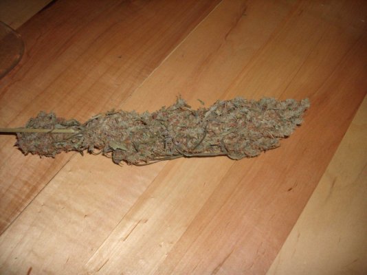 GoldRushCola.JPG