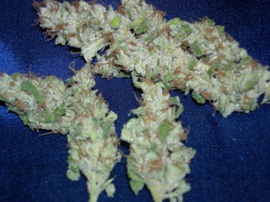 SS buds 004.jpg