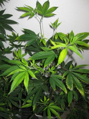 Casey Jones vegging wont stay green!