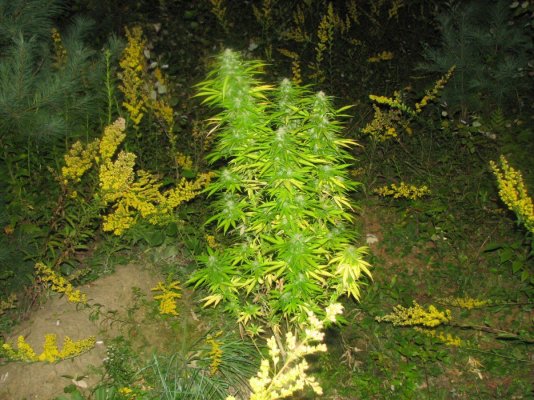 Anyone try BCGold yet??