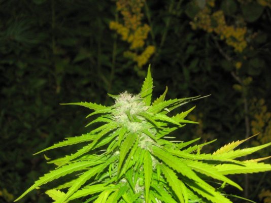 Anyone try BCGold yet??