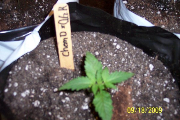 chemdawg-x-og-kush-2.jpg