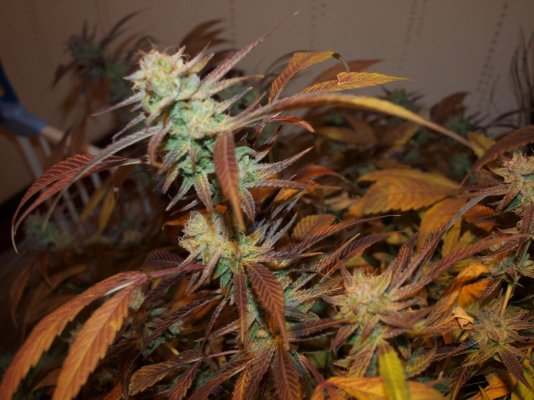 bluehaze-back-cross-2blue.jpg
