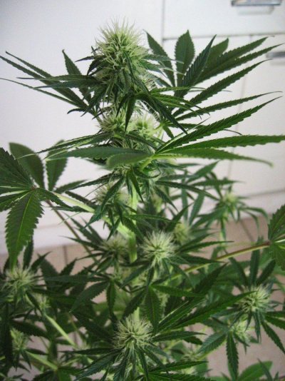 Bodhi Seeds in 100% organic glory...