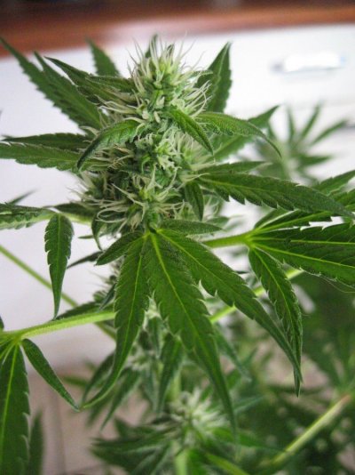 Bodhi Seeds in 100% organic glory...