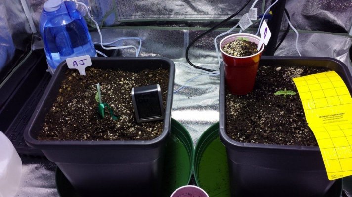 First grow ever.  Diesel, Apple Jack, Killa-watt. 600w mh/hps. 4×4 tent. ultra coir.  blue planet