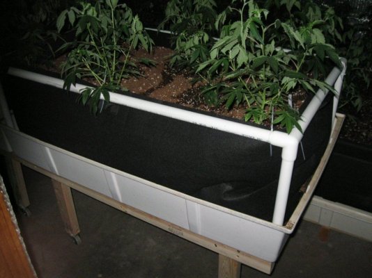 Cookie Monster grow by SMF 5 guy