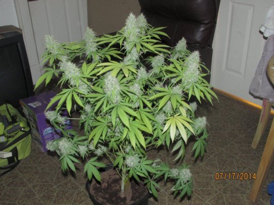 test grow by kes** purple afgoo x lbl, candychem x lbl (loran long bottom leaf)