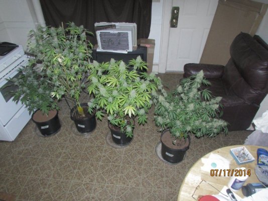 test grow by kes** purple afgoo x lbl, candychem x lbl (loran long bottom leaf)