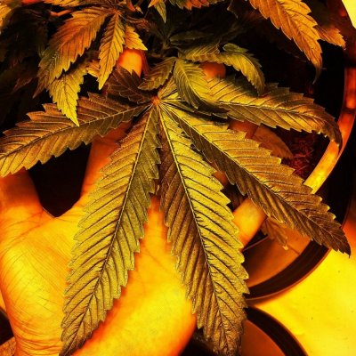6000 watt coco grow