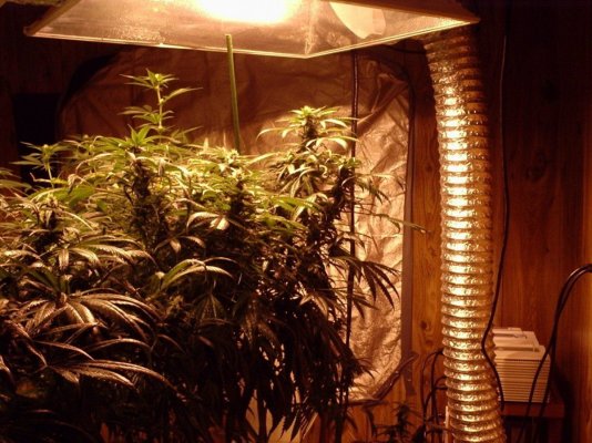 BLUEAFGHANAREA91ATDAY34.JPG