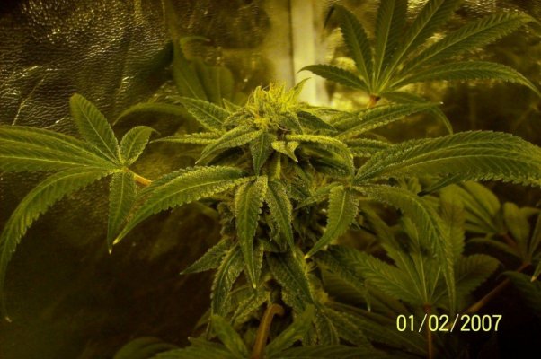 new ogk bud.JPG