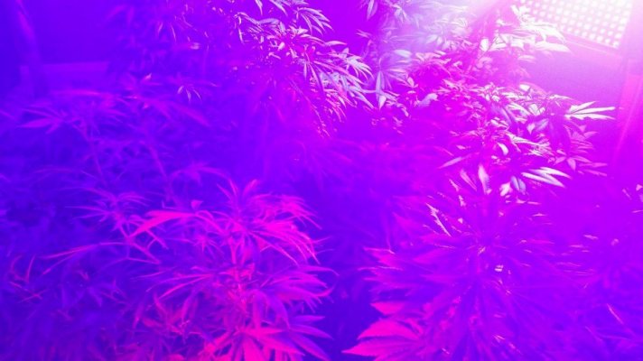 Hotmomma's grow 2