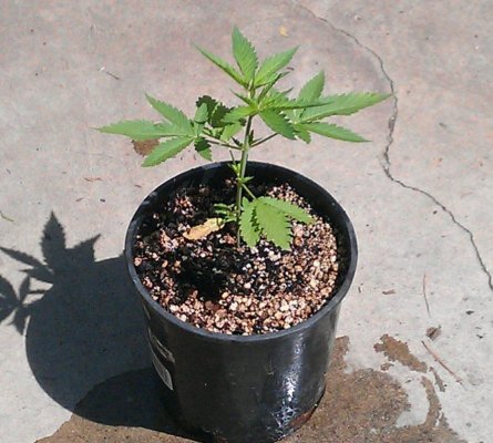 Diesel Sage