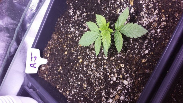 First grow ever.  Diesel, Apple Jack, Killa-watt. 600w mh/hps. 4×4 tent. ultra coir.  blue planet