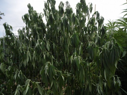 Large plants dying