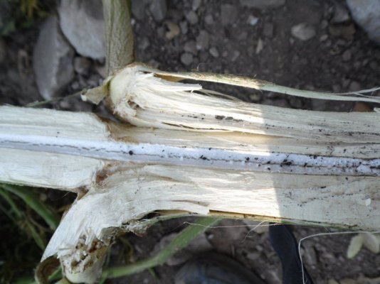 Large plants dying 7