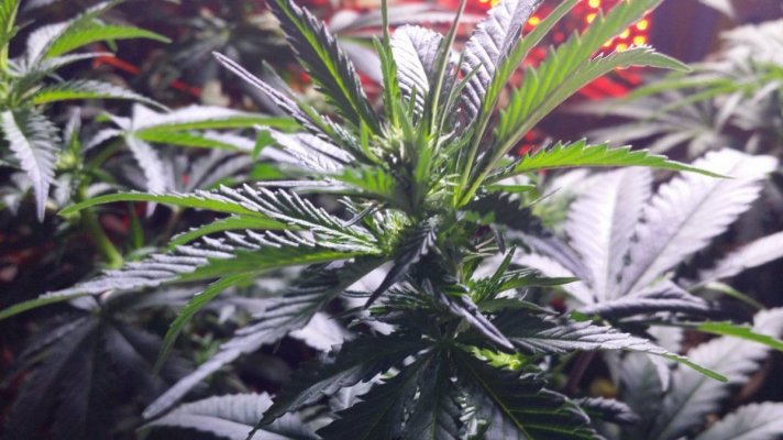 Hotmomma's grow 2