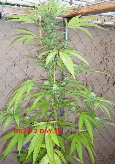 SAM 1815GG2D30