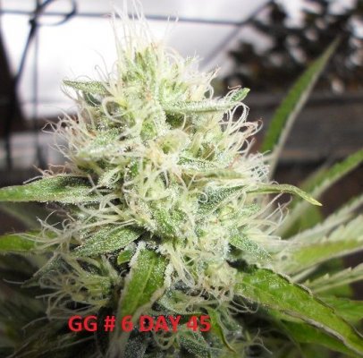 SAM 2073GG6D45