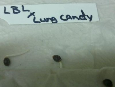 LBL x Lungcandy!!!