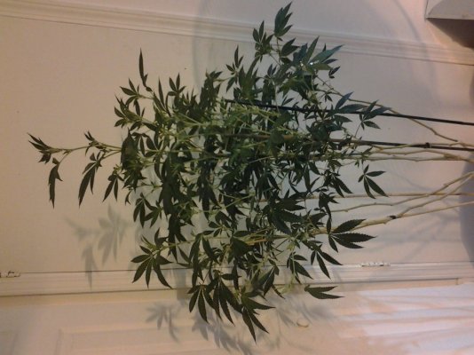 cookie wreck 3 phenos