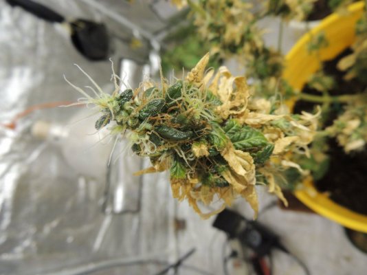 First Grow Ever