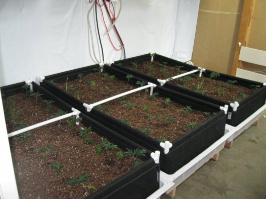 Cookie Monster grow by SMF 5 guy