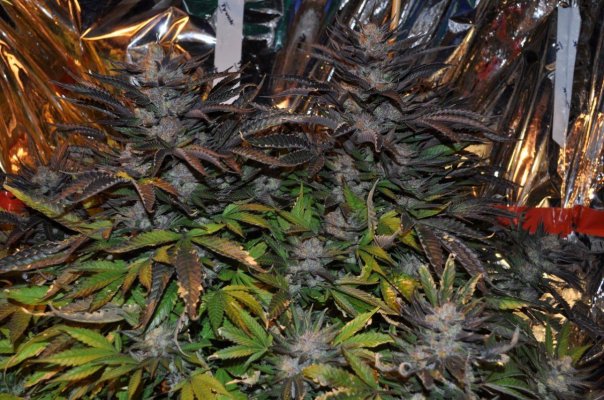 The Purps