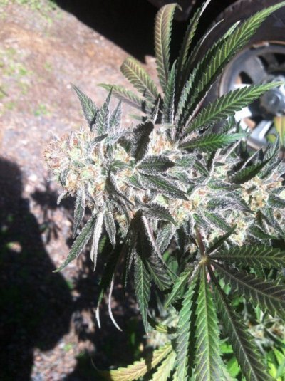 image.jpg
