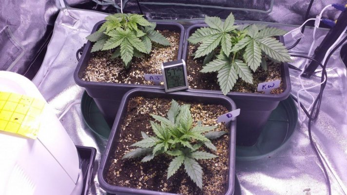 First grow ever.  Diesel, Apple Jack, Killa-watt. 600w mh/hps. 4×4 tent. ultra coir.  blue planet
