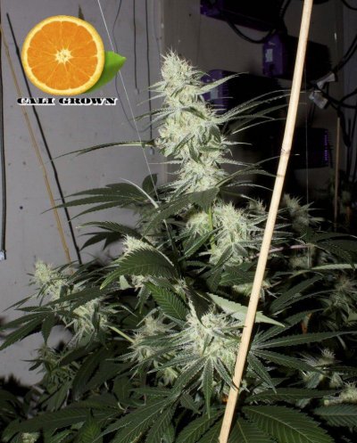 veg+bloom, 1 part powder in socal tap