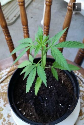 Whats Kickin'? First Time Growing/Digweed