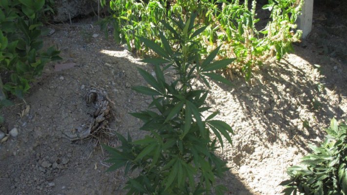 Swiss Tsu, OG Kush and other girls in SoCal