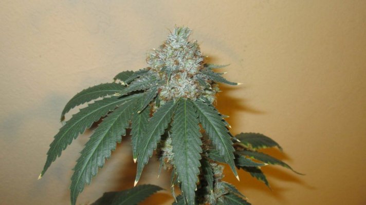 The ODD Room: Multi-Strain Grow