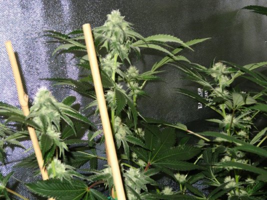 Sunset Sherbet grow log